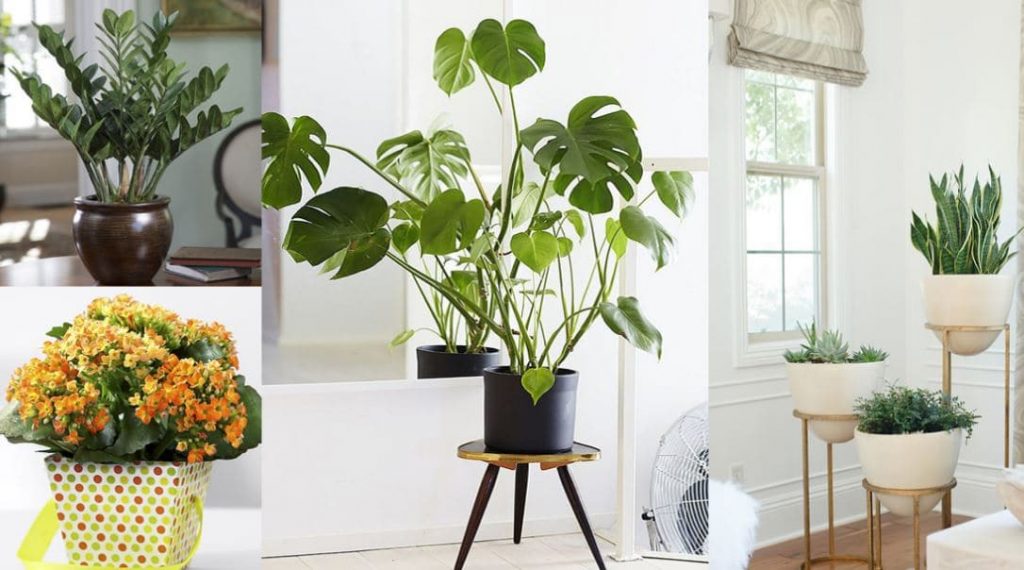 Plantas interiores