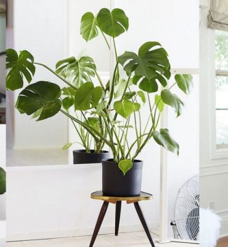 Plantas interiores