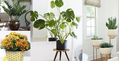Plantas interiores
